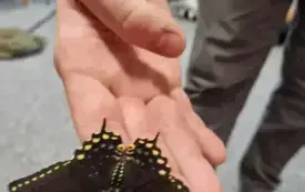 Galeria aktualności Magiczny świat motyli w naszym przedszkolu. 2