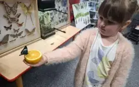 Galeria aktualności Magiczny świat motyli w naszym przedszkolu. 14