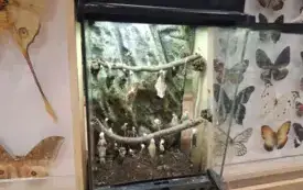 Galeria aktualności Magiczny świat motyli w naszym przedszkolu. 15