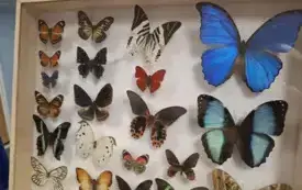 Galeria aktualności Magiczny świat motyli w naszym przedszkolu. 18