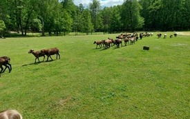 Galeria aktualności W Krainie Dzikiej Kaczki 31