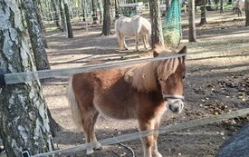 Galeria aktualności Wycieczka do Kucykowego Ranczo 12