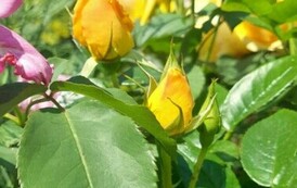 9a